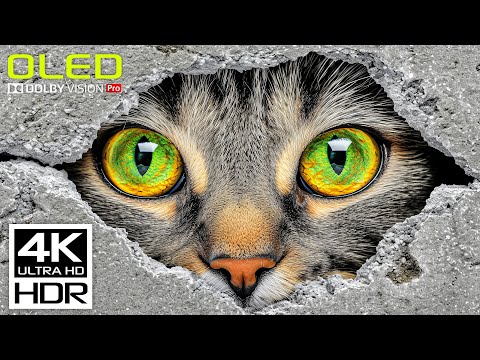 World's Coolest HDR Video in Marvellous 4K 60 FPS Dolby Vision